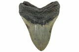 Huge, Fossil Megalodon Tooth - North Carolina #261131-2